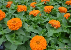 The compact Zinnia preciosa series has been commercial for 1.5 year now, excellently resistant to heat and drought, and now consists of 5 colors.